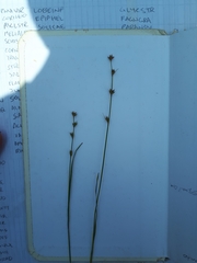 Scleria verticillata