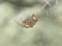 Parasteatoda merapiensis