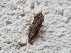 Stenocotini