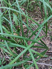 Carex pilosa