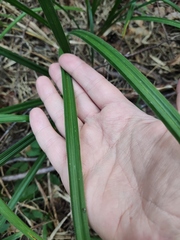 Carex pilosa