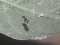 Cyclosa bulla