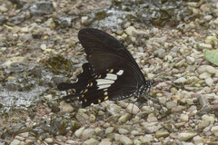 Papilio nephelus