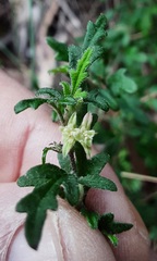 Xanthosia pilosa