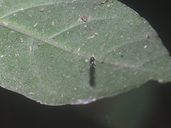 Cyclosa bulla