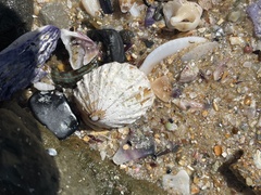 Scutellastra peronii