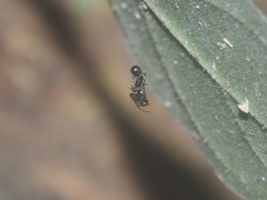 Cyclosa bulla