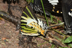Graphium antiphates
