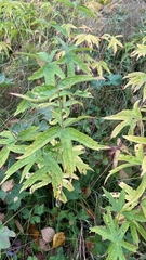 Anemonastrum dichotomum