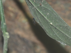 Cyclosa bulla