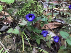 Torenia