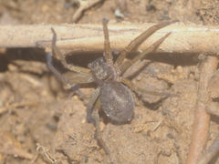 Heteropoda martinae