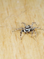 Menemerus bivittatus