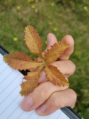 Potentilla reptans
