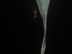 Cyclosa bifida