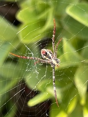 Argiope