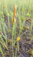 Carex limosa