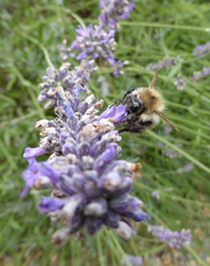 Bombus