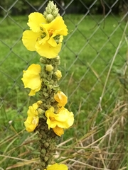 Verbascum phlomoides