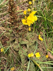 Verbascum phlomoides