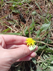 Taraxacum serotinum