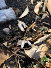 Eriochilus collinus collinus