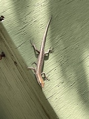 Cryptoblepharus