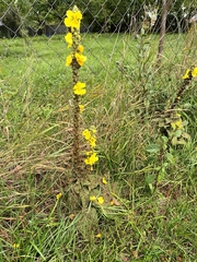 Verbascum phlomoides