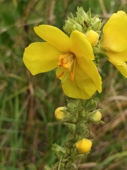 Verbascum phlomoides