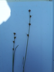 Scleria verticillata