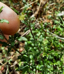 Xanthosia pilosa