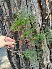 Pinus brutia pityusa