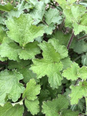 Heracleum sphondylium