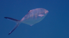 Trachinotus ovatus