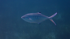 Trachinotus ovatus