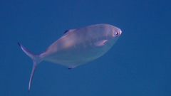 Trachinotus ovatus