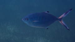 Trachinotus ovatus
