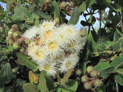 Angophora hispida