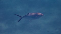 Trachinotus ovatus