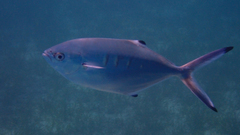 Trachinotus ovatus