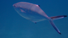 Trachinotus ovatus