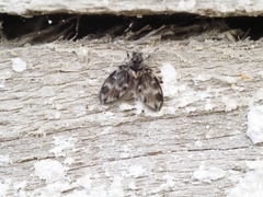 Psychodinae