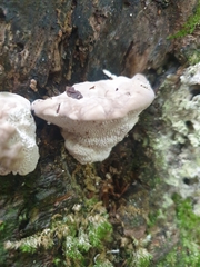 Trametes lactinea
