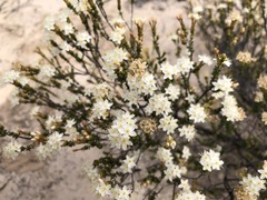 Calytrix involucrata