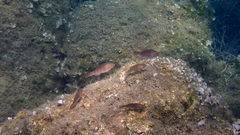 Sparisoma cretense