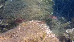 Sparisoma cretense
