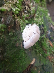 Trametes lactinea