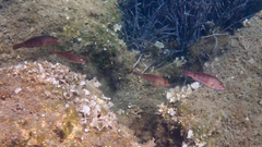 Sparisoma cretense