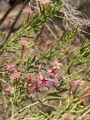 Calytrix exstipulata