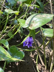 Pontederia vaginalis